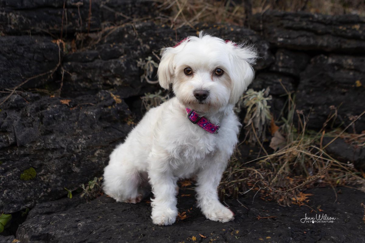 PoundDog911's tweet photo. Name: Joy
Age: 4yrs
Gender: female
Spayed: yes
UTD vaccines: yes
Breed: Maltese
Colours: white
Coat length: med
House trained: yes
Special needs: no
OK with kids: 0ver 8yrs
OK with cats: yes
Ok with dogs: yes
Microchip: yes
Size: small
Location: Sebringville
Adoption fee: $600 https://t.co/13D8lTnFMP