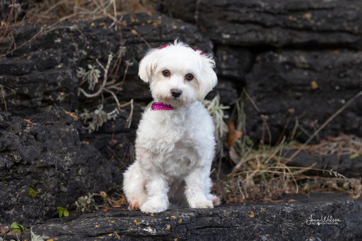 PoundDog911's tweet photo. Name: Joy
Age: 4yrs
Gender: female
Spayed: yes
UTD vaccines: yes
Breed: Maltese
Colours: white
Coat length: med
House trained: yes
Special needs: no
OK with kids: 0ver 8yrs
OK with cats: yes
Ok with dogs: yes
Microchip: yes
Size: small
Location: Sebringville
Adoption fee: $600 https://t.co/13D8lTnFMP