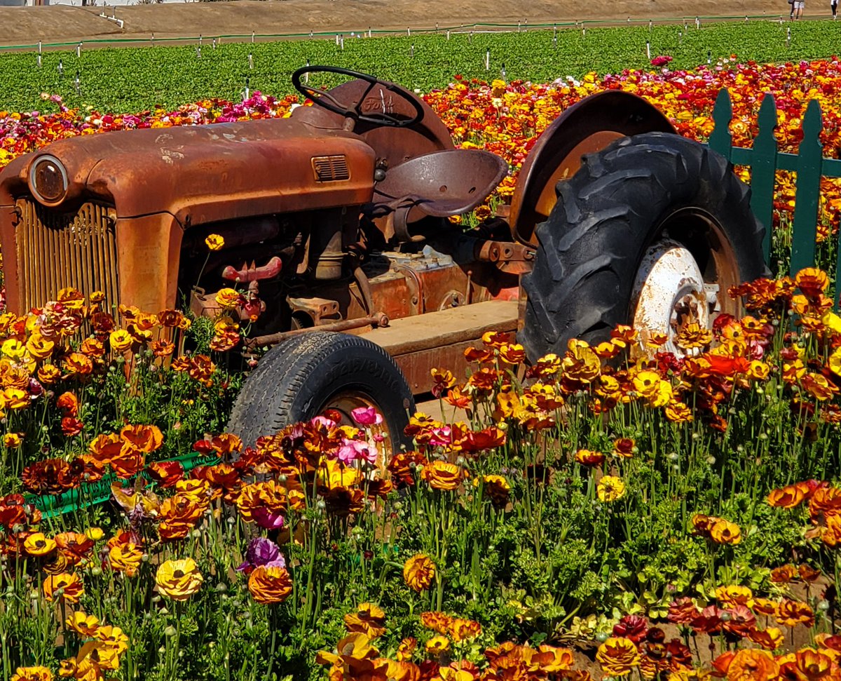 RoNutmeg's tweet photo. Pretty gray here..so thinking back to spring, flowers, and my visit to #theflowerfields near San Diego. Soon....#garden #Flowers https://t.co/SWX1ofgdP2