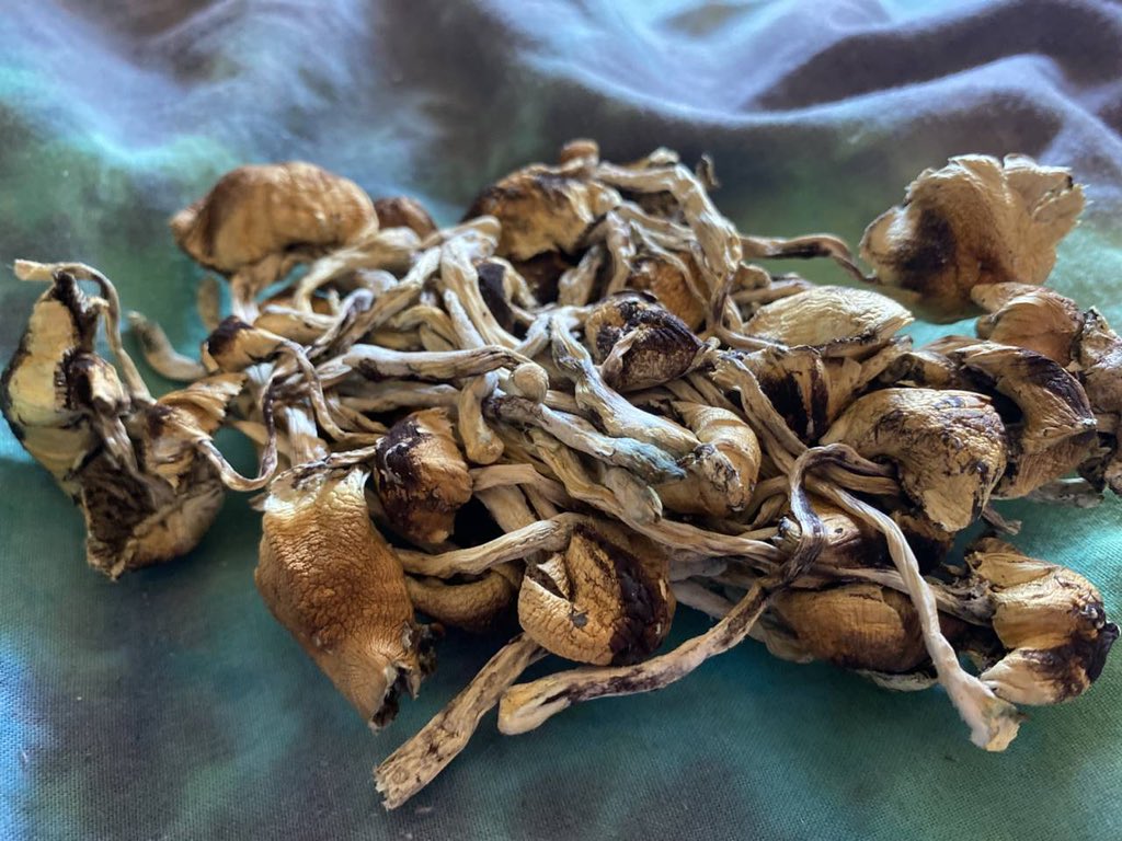MarshalWolbert's tweet photo. 🍄 PENIS ENVY x TEXAS CUBES magic mushrooms  🍄🍄

Quarters $190 each
Halves $370 each https://t.co/Ndjt8sxEyN