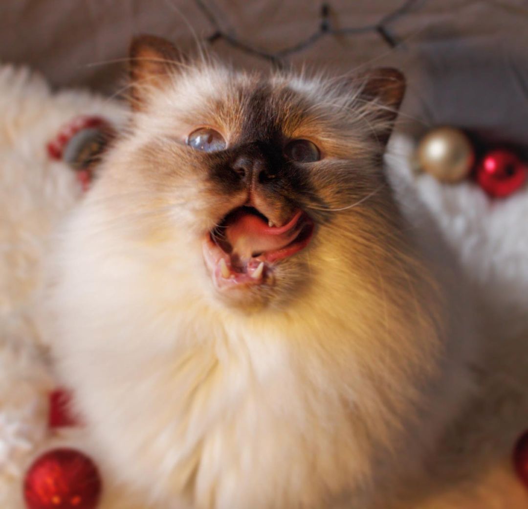 funnycatsreact1's tweet photo. Cats Amazing Moment!!!!❤👄🤣😍🤣🤣❤
Credit: IG@unknown
Follow:@funnycatsreaction
#cats #catsofig #catsofworld #CatsOfInsta #catslover https://t.co/qiRxVqMG0y