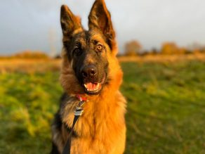Penny2449's tweet photo. Roxy 14 month old in #Derbyshire she's a shy girl who needs a pet free home, well behaved, has basic commands, more info/adopt her from @gsrescueelite UK https://t.co/WixrYMhVUX
