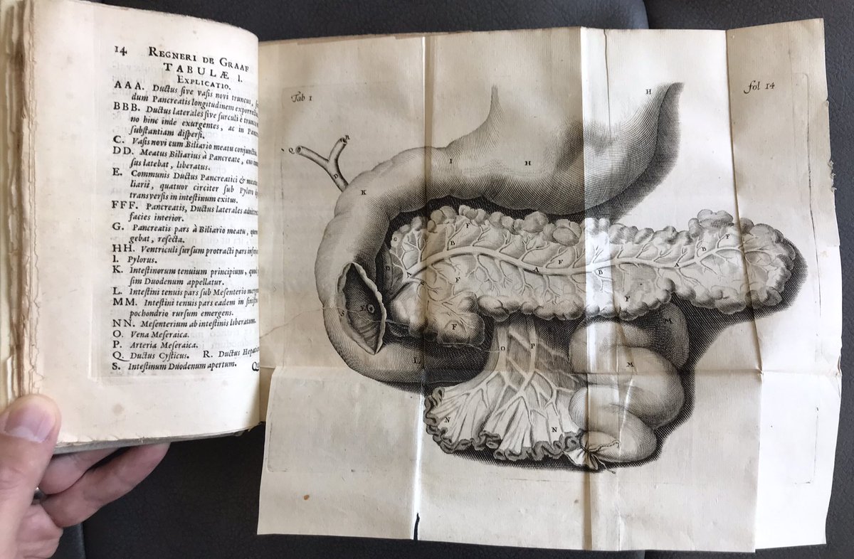 The pancreas is retroperitoneal because its organogenesis is unregulated by notochord influence on the foregut.
#embryology #splanchnology #science #biology #rarebooks