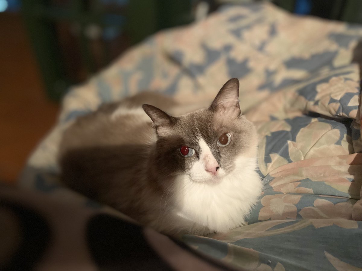 dbacalao's tweet photo. @michaelscat2 Here’s Shaki 🥰🥰 https://t.co/aVYVZXP9an