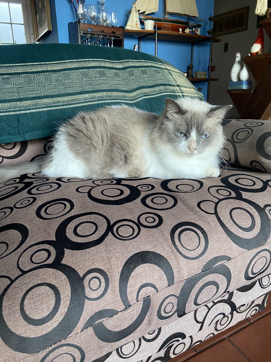 dbacalao's tweet photo. @michaelscat2 Here’s Shaki 🥰🥰 https://t.co/aVYVZXP9an