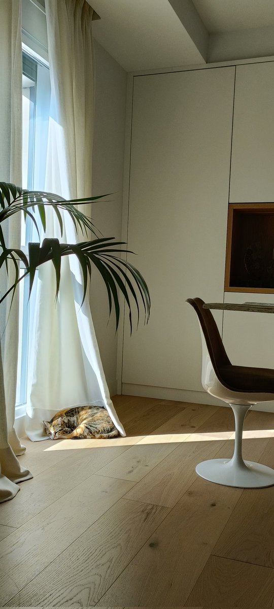 Yo no lo era, no era de gatos para nada, pero entró esa gordi y descubrí un mundo fascinante. En uno de sus mil rincones.