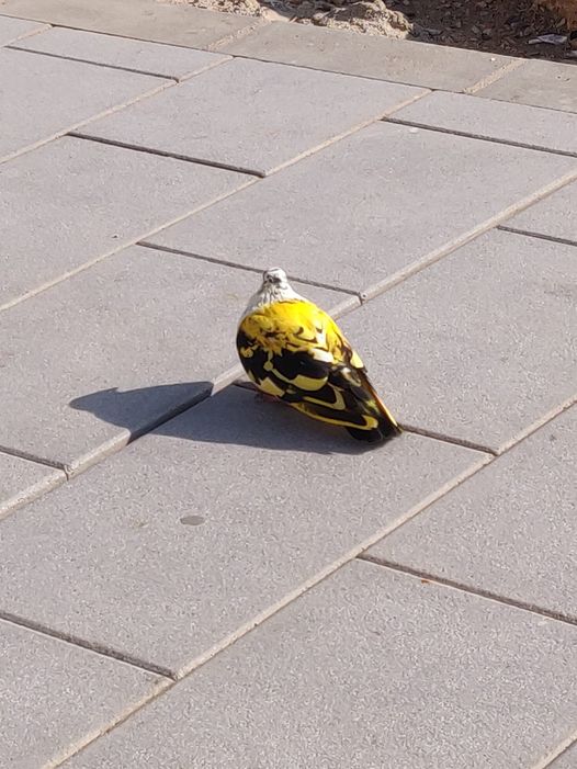 ApacheQQ's tweet photo. Tamperelainen Ilves- pulu kesällä. Ihan oli lentokykyinen taitaa vaan olla undulaatti tai vastaava ? #linnut #pulut #undulaatti #Ilves #Tampere #jääkiekko #BirdTwitter #budgie https://t.co/3vWLJ9YnH7