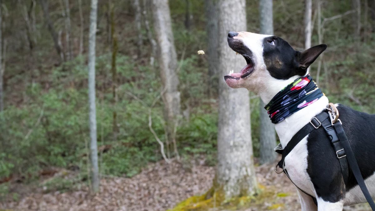 uxmag's tweet image. Three conditioning techniques designers use to influence behavior. Perspective from a former Google designer in @uxmag — bit.ly/3xko33Q #userbehavior #ux #cx #psychology