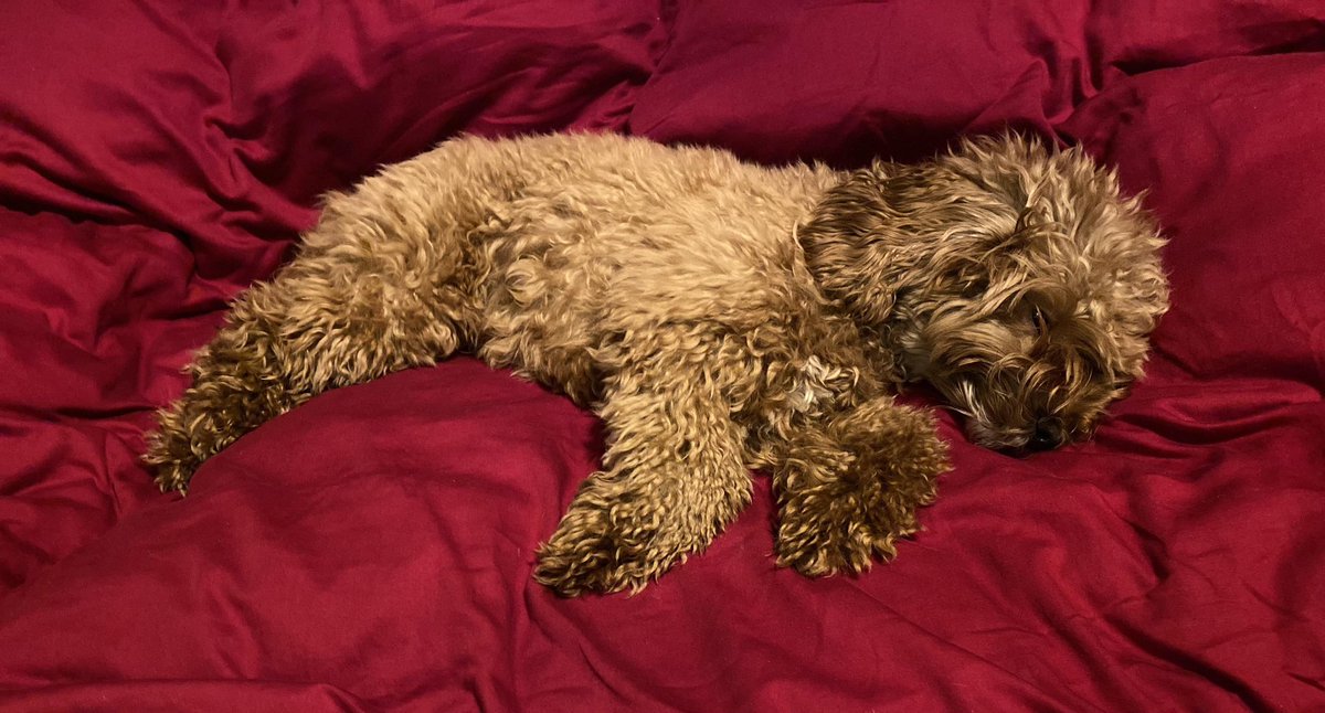 WhittinghamLynn's tweet photo. @AldiUK May I present Queen Tilly xxx https://t.co/BFEFmlvH4Y