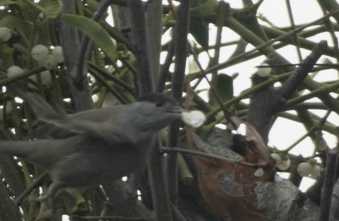 RoystonPorter's tweet photo. I found a shop with unsold misltoe made a donation for some and put it in my tree. Today Mr Blackcap feeding. 
Sorry for bad light photos
14/1/23. https://t.co/AM6yLwLMkp
