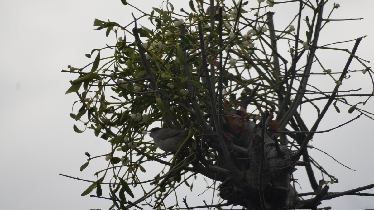 RoystonPorter's tweet photo. I found a shop with unsold misltoe made a donation for some and put it in my tree. Today Mr Blackcap feeding. 
Sorry for bad light photos
14/1/23. https://t.co/AM6yLwLMkp