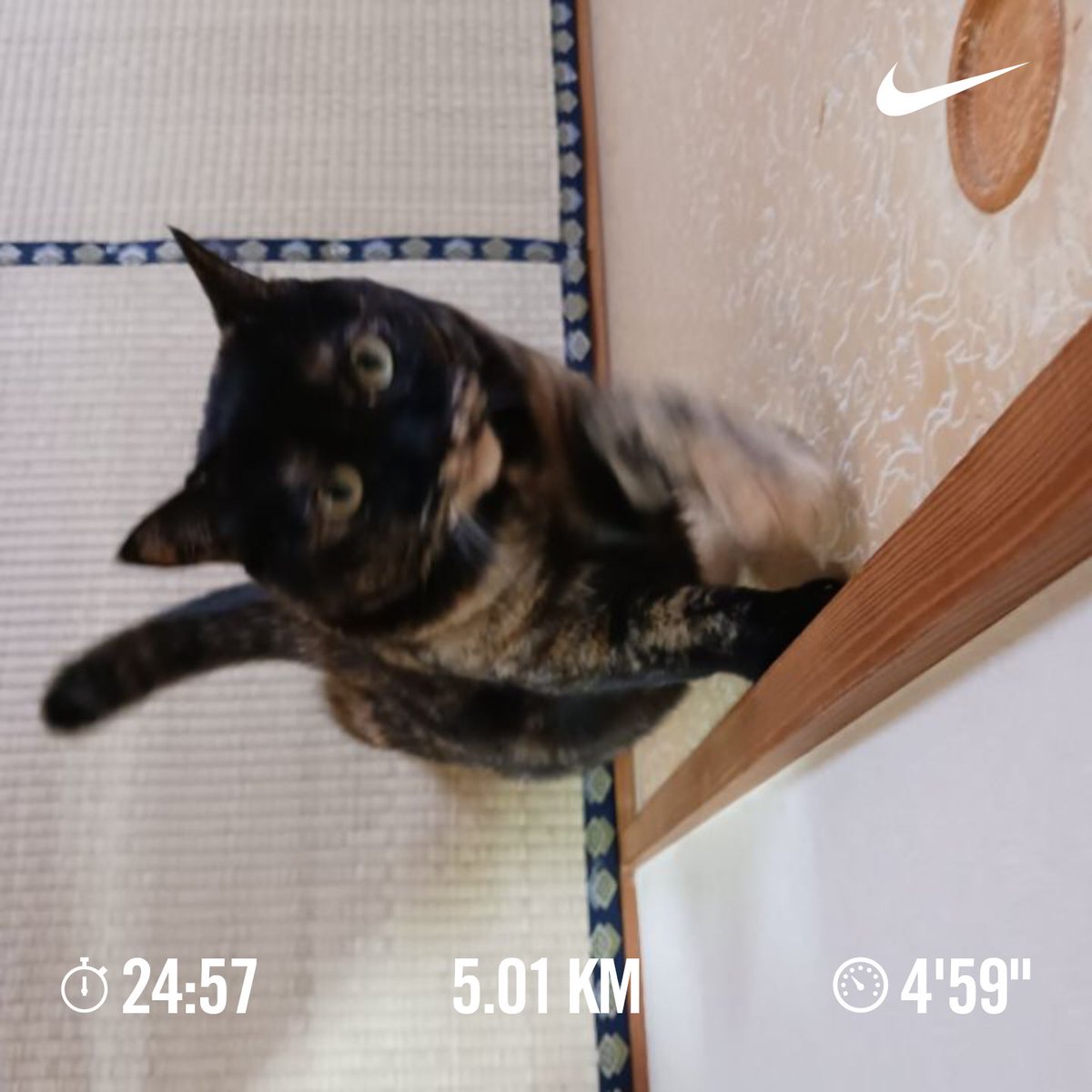 shuu_run's tweet photo. 今朝は家庭の都合で走れず、ランオフのつもりだったけど、health syncを導入した為、試運転で軽く走った、ステップ数とか、ちゃんと連携されてて安心してgarmin のみで走れる様になった！ナイス！
#ランニング　#garmin 　#healthsync https://t.co/T6Mwj60Gy5
