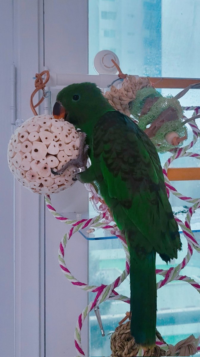 여전히 제일 좋은 솔라볼