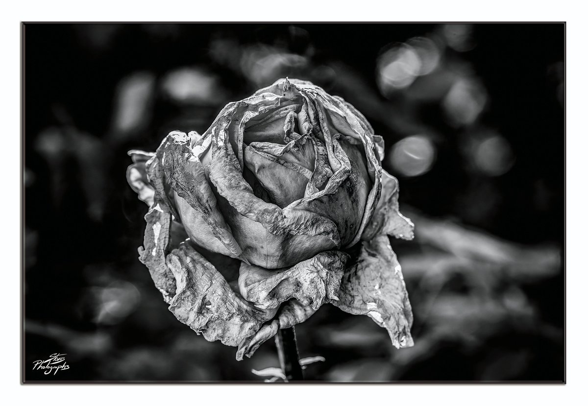 Faded flower still have their own certain beauty 🌹📸
Happy weekend everyone 😊
@BNW_Macro #BlackAndWhiteMacro #Flowers #NatureInBlackAndWhite #Photo #TwitterNatureCommunity #Gardens #LightAndDark #ThePhotoHour