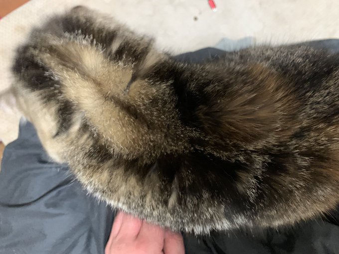 目は見えてないけどご飯を食べてわいの膝の上でくつろいで寝始める猫氏( ˇωˇ ) 