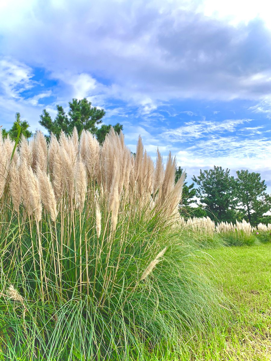 #日常の美しさ #everydaybeauty 
#ススキ #pampasgrass #公園フォト 
#park #空 #sky #雲 #cloud #自然 
#natural #緑 #green #静岡 #sizuoka 

instagram.com/p/CnY-_I0vS0u/…