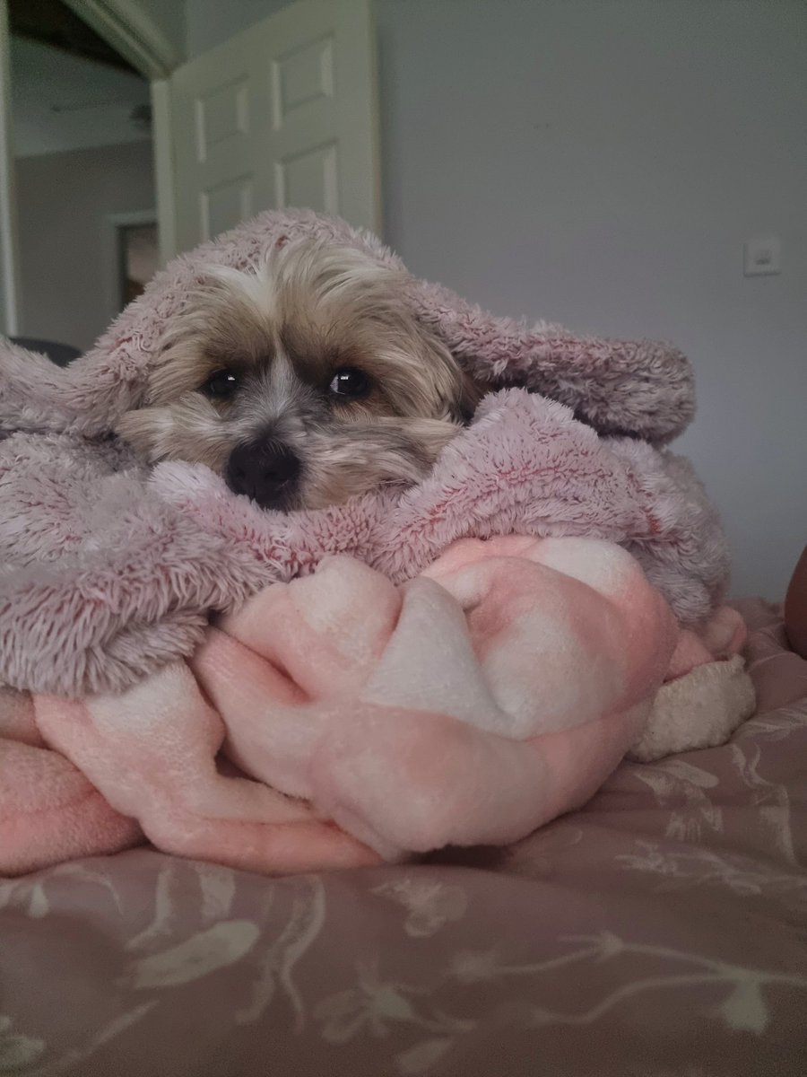 What a life this 1 has, Saturday mornings are easy for Bella 🤣💞 #dogsoftwitter #bellaboo #lhasapoo #SaturdayMorning #snugasabug