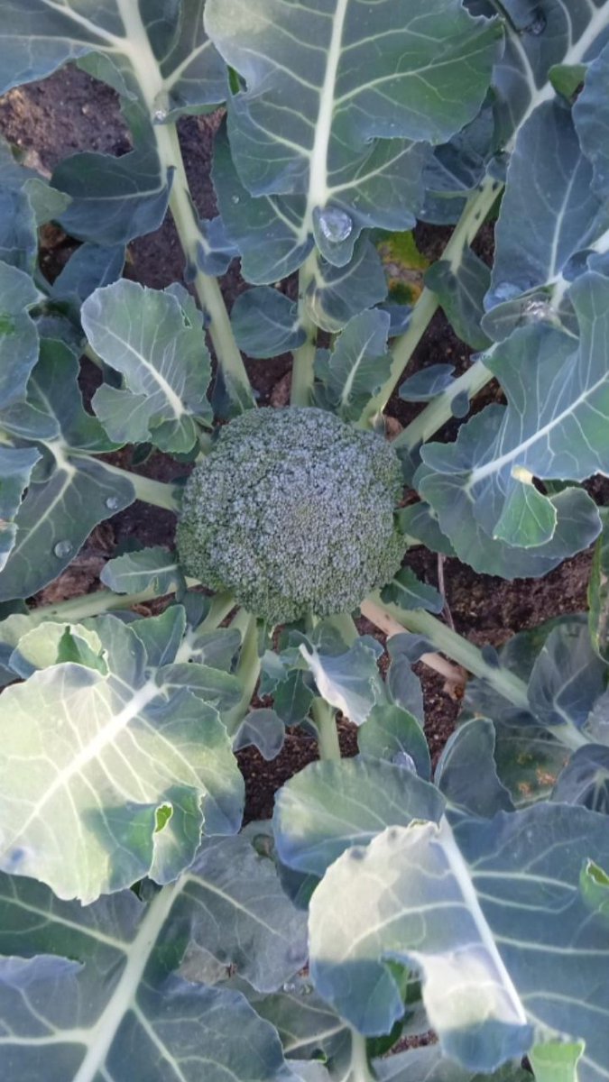 angelherrerasa3's tweet image. #Producimos hortalizas dedicación,pasión,esfuerzo.garantizamos productos calidad a lo largo confección,recolección y distribución.innovación tecnología vanguardia y tradición nuestros procesos dan lugar a productos q mantienen carácter y propiedades naturales durante generaciones