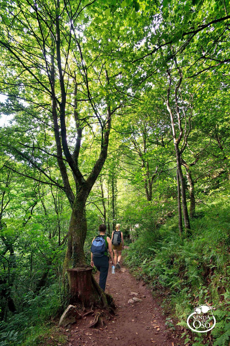 sendadeloso's tweet photo. Pedroveya Ruta de las Xanas VallesdelOso #Quirós #Asturias #ParaísoNatural #naturaleza #senderismo #paisaje #sendadeloso #gastronomía #arquitecturapopular https://t.co/YObVjEM6Tn