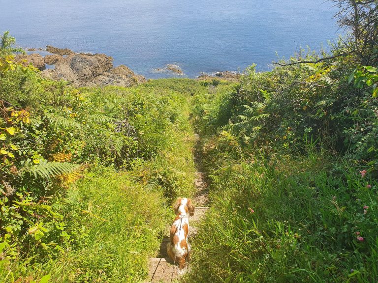 Lekerock Cove on the South-West Coast Path in #Cornwall was a nice, hidden gem of a beach to find on a dog walk. During my stay in Polperro, I become fond of finding remote coves and bays.

rjontour.com/lekerock-cove/ #DogsOnTwitter #hikingadventures