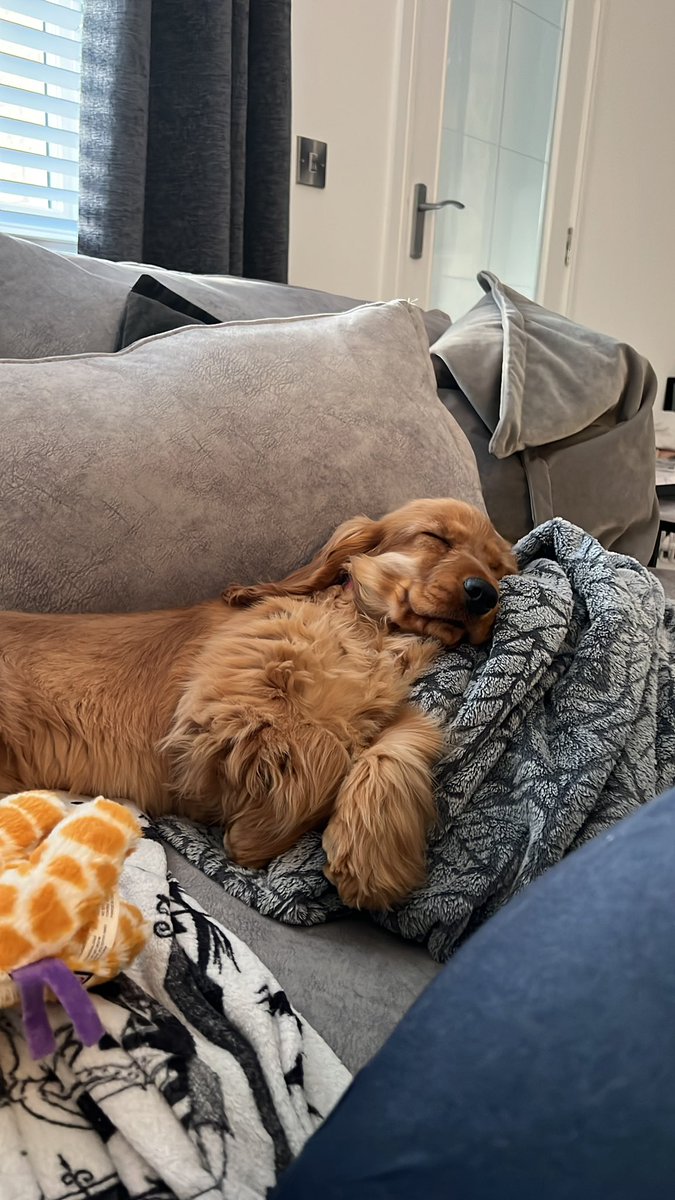 Getting a puppy is the greatest thing I’ve ever done for my mental health. Instant serotonin boost 😍😍😍😍