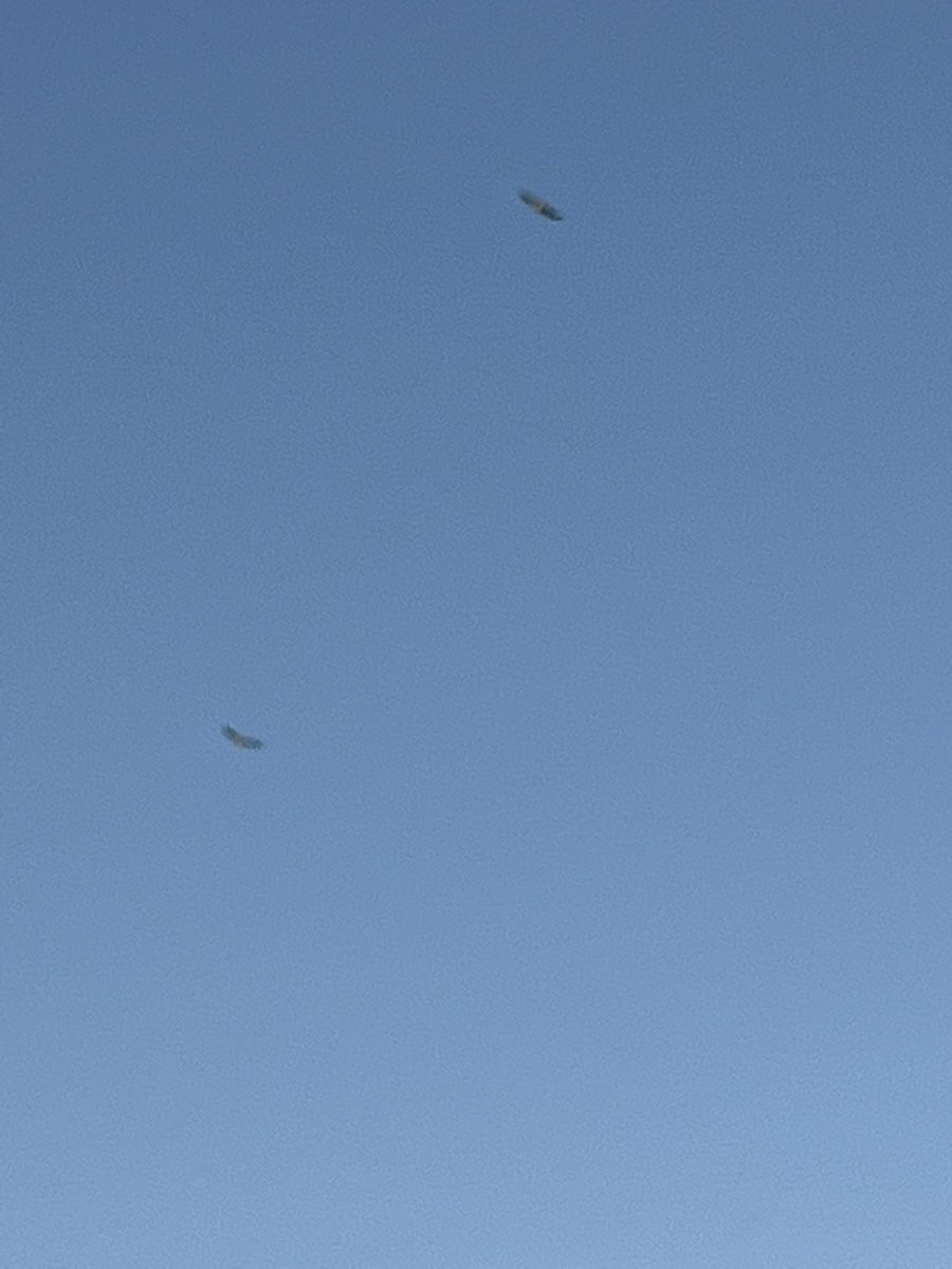 Stephengissy's tweet photo. White bellied Sea Eagles soaring a prevailing Northeasterly at #tasmanpeninsula #saltwaterriver with the Seagulls. Making flying look easy #gliding https://t.co/EomO046CSU