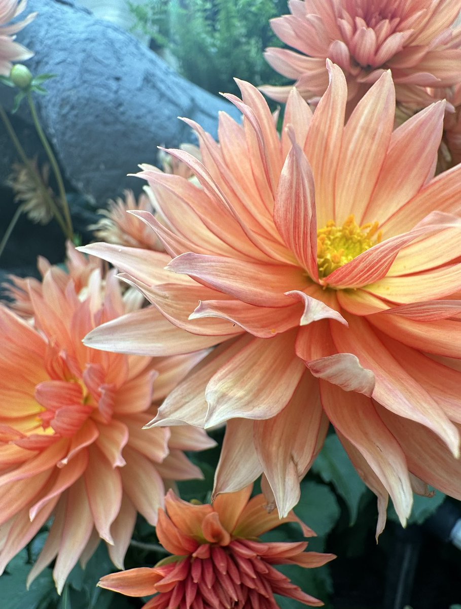 Antoine v.d. SwiftLee  (@twannl) on Twitter photo <a href="/Daniel1of1/">Daniel Haight</a> <a href="/b3ll/">Adam Bell</a> <a href="/jordibruin/">Jordi Bruin</a> and I did a picture challenge! To keep it fair: the pictures order don’t line up with the handles.
Which one do you like the most? The loser pays our first round tonight 😁
Poll in the thread 🧵 <a href="/Daniel1of1/">Daniel Haight</a> <a href="/b3ll/">Adam Bell</a> <a href="/jordibruin/">Jordi Bruin</a> and I did a picture challenge! To keep it fair: the pictures order don’t line up with the handles.
Which one do you like the most? The loser pays our first round tonight 😁
Poll in the thread 🧵