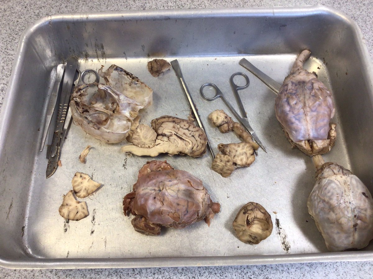 AmpCollScience's tweet photo. Yesterday we welcomed Dr Guy Sutton (Medical Biology Interactive) Our Upper Sixth Form Biologists were treated to a masterclass in Neuroscience covering all bases from comparative anatomy of mammalian brains to advances in neuroscience using organoids. @AmpleforthColl https://t.co/6lpaIUKCV3