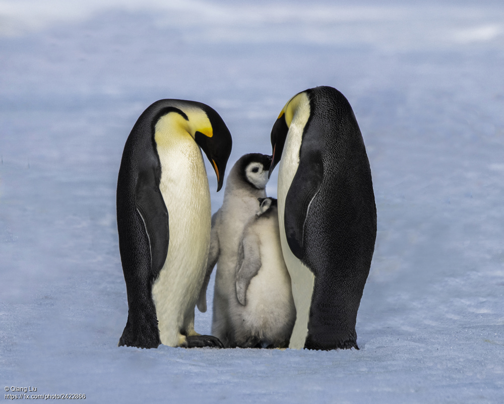 1x_com's tweet image. &apos;This family has two baby emperor penguins&apos; by Qiang Liu. 1x.com/photo/2422866/… #animals #pinguins #emperor #family #babies