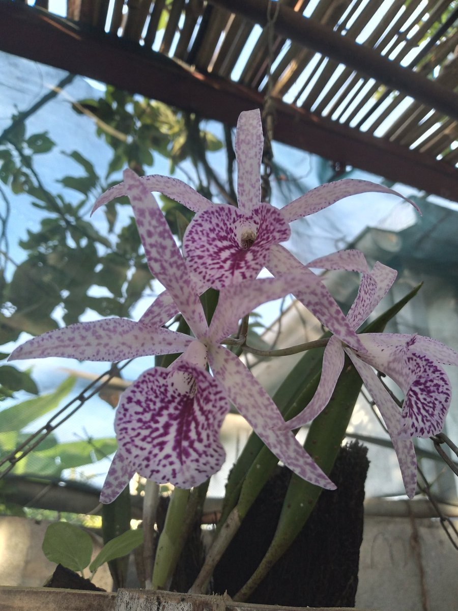 ginagina07's tweet photo. @lamarquesina La primera orquídea que tuve tardo 7 años en florecer una catleya y de allí ahora las orquideas son mi pasión https://t.co/7GjRcEWcPb