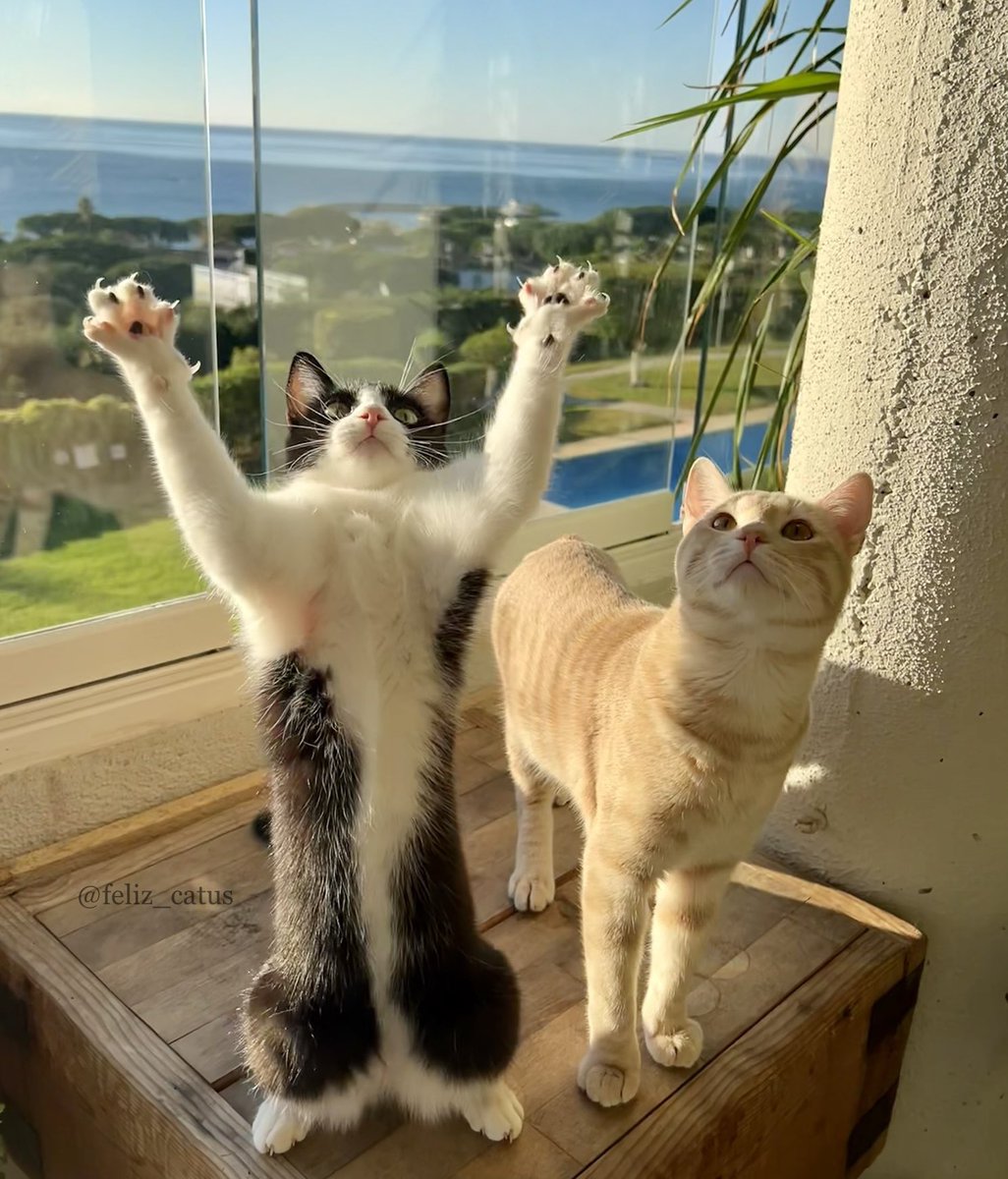 On this holy #Caturday Silvi thanks the feline gods for all the treats &amp; catnip! #CatsOfTwitter