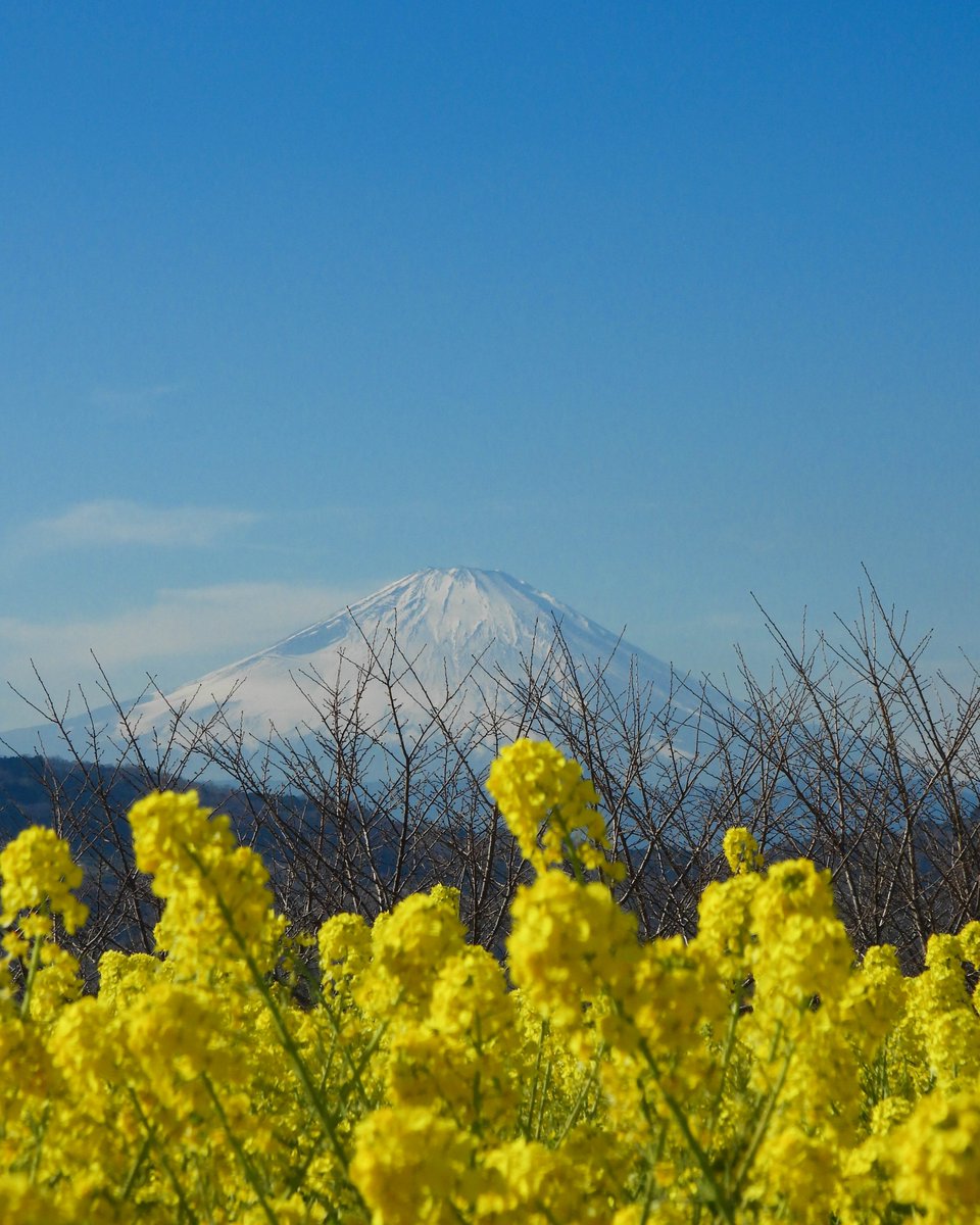 * 菜の花と富士山 ＃菜の花 ＃富士山 ＃吾妻山公園