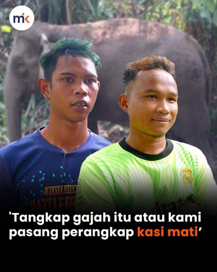 aktivis_alam's tweet photo. Di hutan, Gajah memakan akar kayu &amp; pepanjat, tumbuhan renik, berubi, pucuk daun, sira &amp; bermacam lg. 

Apabila hutan habis ditebang - makanan ini akan lenyap, Gajah akan ceroboh kwsn manusia terdekat, memakan tanaman penduduk kampung &amp; ada yg memusnahkan rumah utk dapatkan garam https://t.co/DVEP8IAD3G