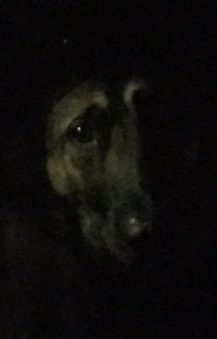 #guardiansofthenight #standingintheshadows