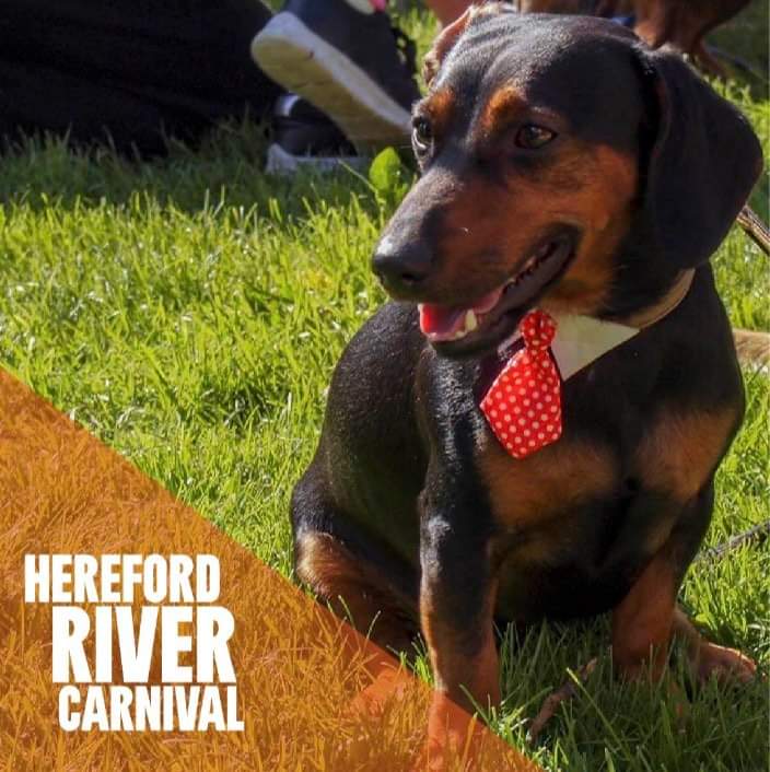 WyeCarnival's tweet photo. #DressUpYourPetDay
The Dog Show of Hereford River Carnival 2022! Are you entering for 2023?
Do you think we should add a new category to the dog show? How about “Best Drag!” ? Let us know your thoughts!
WOOF!
#hrc2023 #dogdragshow #dragdog #DogsOnTwitter #dogsoftwitter #dog https://t.co/iTZB5yTfYq