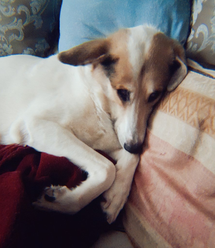 Мария Марьясова on Twitter: "С какой мордой лежит собака, которую ...