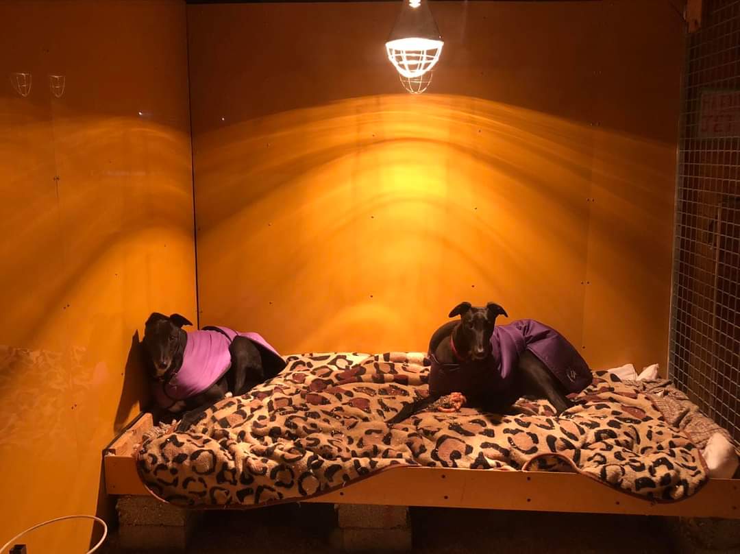 Greyhound Adoption @ Seaside Greyhounds tweet media