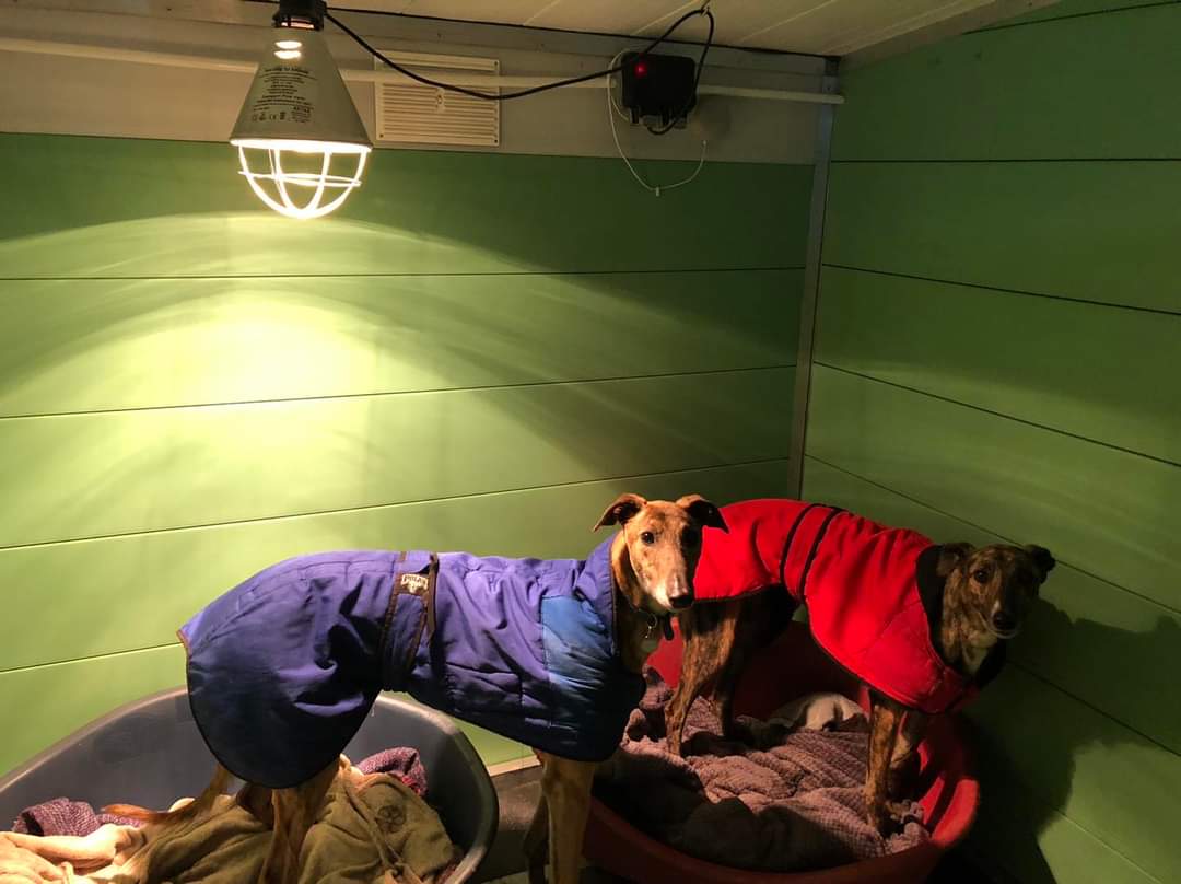 Greyhound Adoption @ Seaside Greyhounds tweet media
