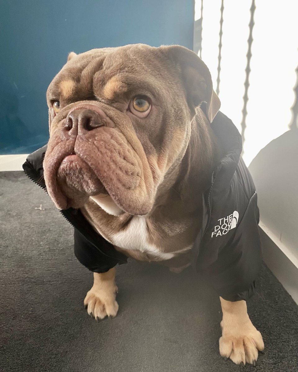 JanineHowitt's tweet photo. @AldiUK Paolo the bulldog 🐾 https://t.co/fJyoIkXq18