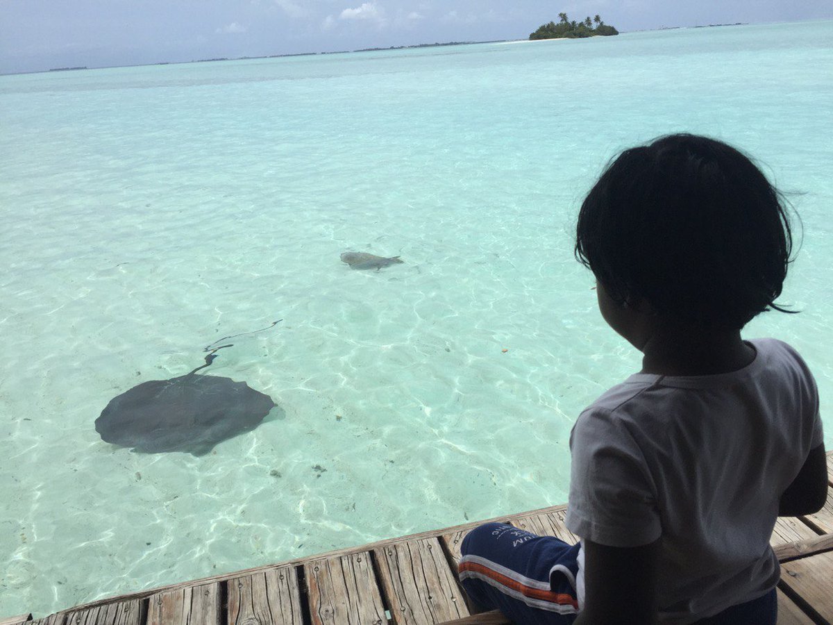 islandboyalman's tweet photo. One upon a time #stingray and a #turtles came to #islandboyalman .. and the story continues… #saveme #savemyislandnation #savemyworld #maldives #climatechange https://t.co/nN1weOC3ve