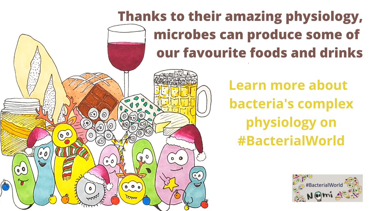 Thanks to they amazing physiology, microbes can produce some of our favourite foods and drinks. 🧀🍫🍷 Learn about #bacteria's physiology on #BacterialWorld with @RMBurckhardt and colourful illustrations by @NoemieMatthey sarahs-world.blog/tag/physiology/ #scicomm #foodmicrobiology