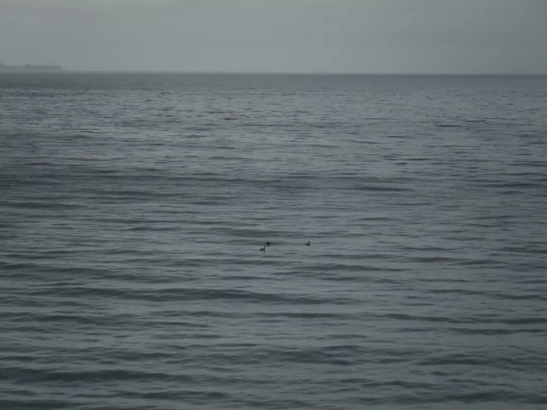 float_fuji_sup's tweet photo. 野鳥観察しながら待つこと3時間🕊️練習風吹いてきた!準備して海へ⛵『どっちへ向かえばいいかなぁー?』『風吹いてないからわからなぁーい』笑
穏やかな時間が流れていました #風をやます女vol3 #野鳥 #海 #自然は気まぐれ #風>波 #夕日に向かって #景色 #時間 #ocean #nature #nspwing #nspwingfoil https://t.co/AXV7VQi4rE