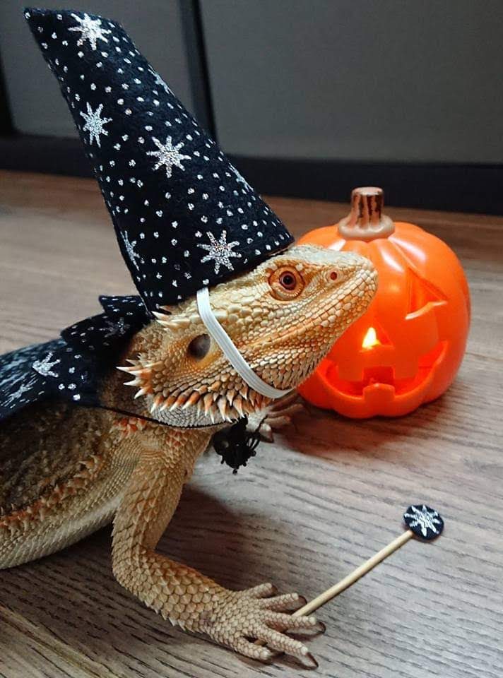 "You're a Lizard, Harry!" 

Meet Bulleye, a four-year-old Bearded Dragon belonging to Jess in the Marketing and Communications Team. 

#PetsofWCC

#DressUpYourPetDay
