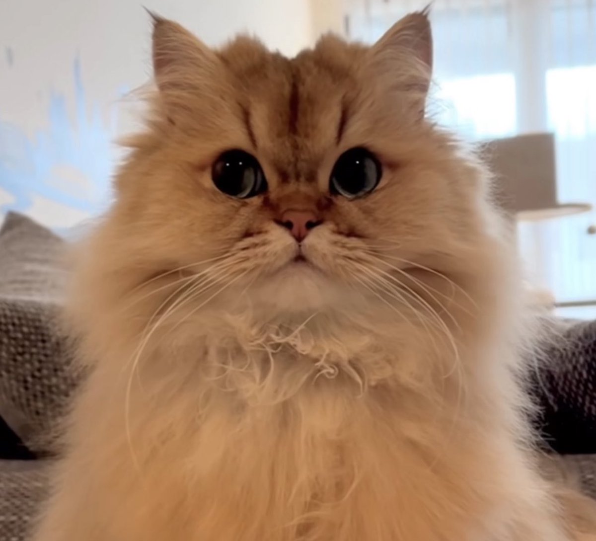 Celebs Arabic tweet media