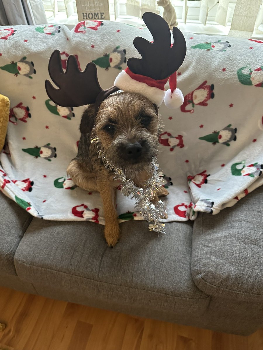 jensidd_3's tweet photo. @AldiUK Oaklee the border terrier. 9mths old. https://t.co/OuN4IVlImU