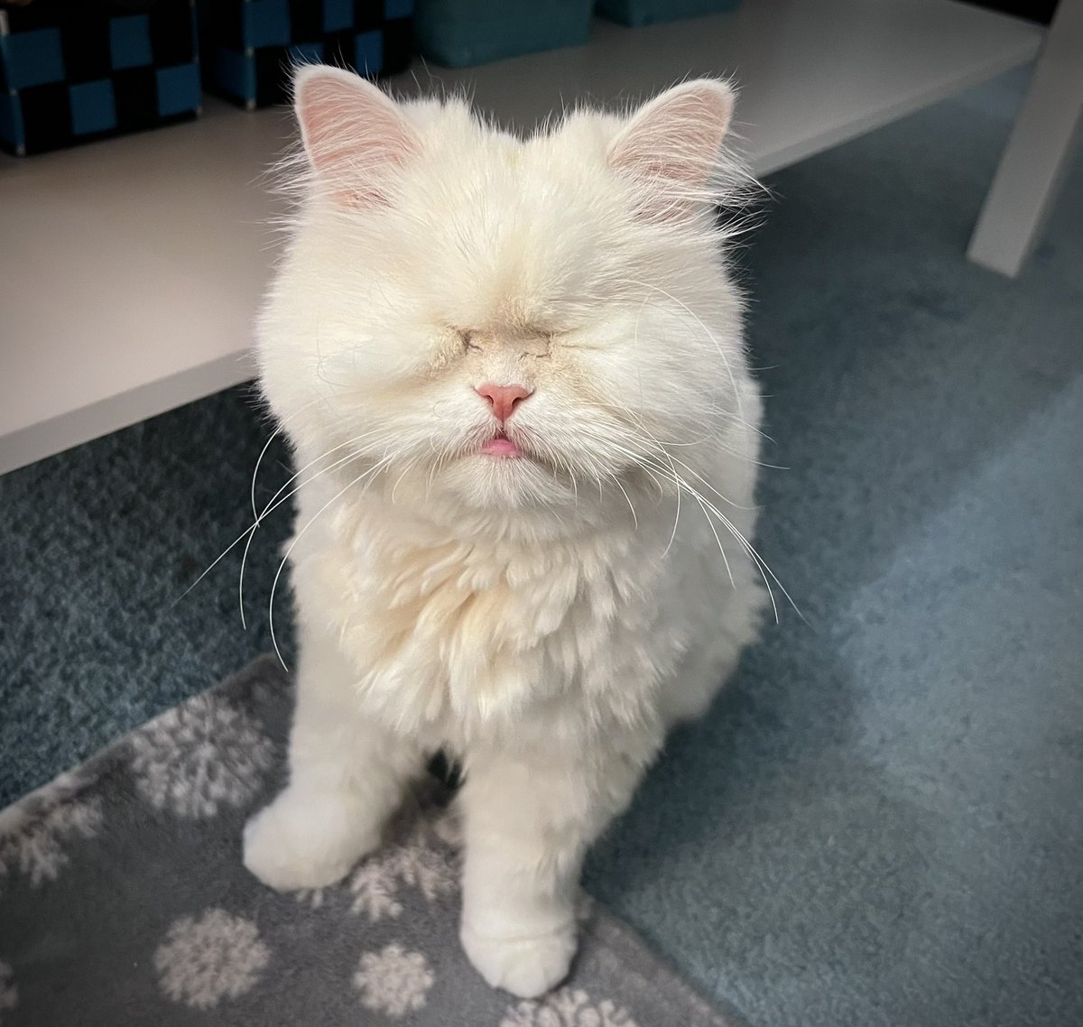 MoetBlindCat's tweet photo. I got me a haircut 💇‍♀️ 
Does I look cute?

#Caturday #cats #CatsOnTwitter #CatsOfTwitter #cute https://t.co/EI71DKSLaZ