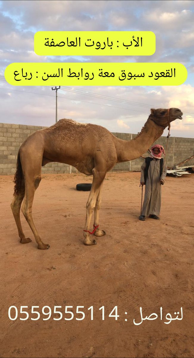 لتواصل : 0559555114