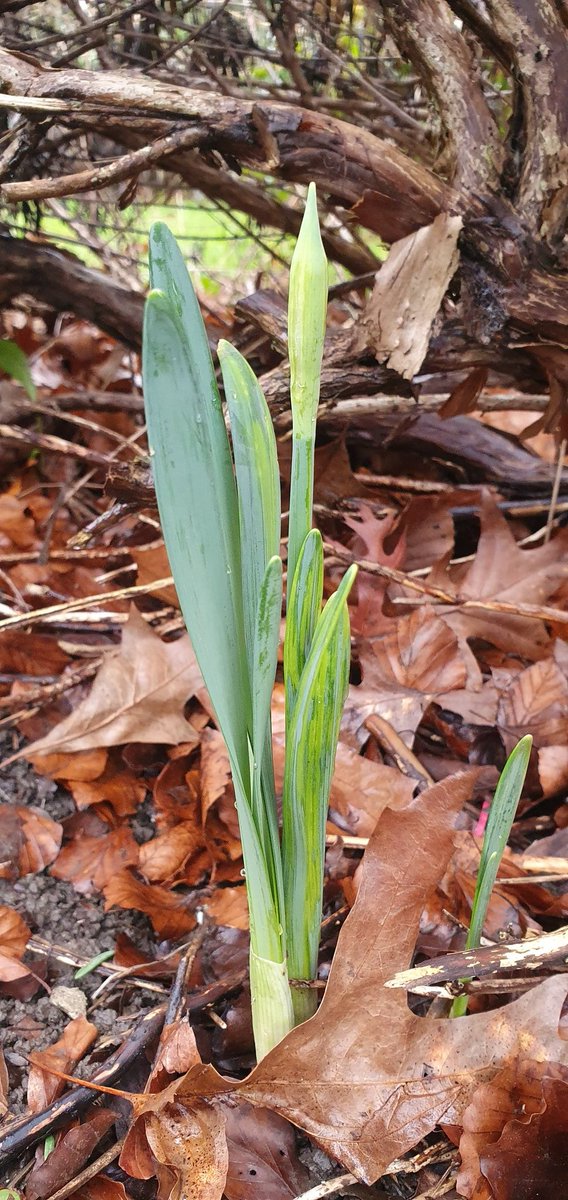 Matt Broom tweet media