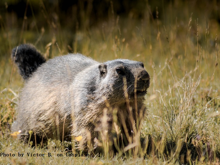 teacheridea's tweet photo. TI: 1887 February 02 First Groundhog Day. https://t.co/LhROgoh1W7 #edtech #edchat #elemchat #1stchat #2ndchat #3rdchat #4thchat #6thchat #7thchat #reading  pls retweet https://t.co/OB7gEj6EnP