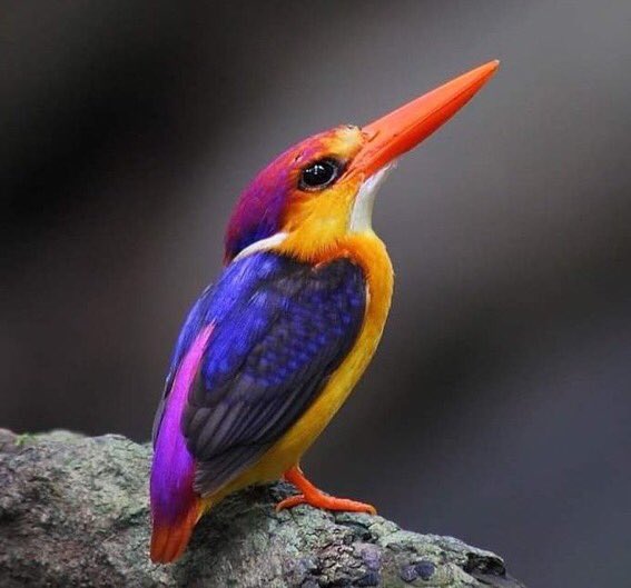 Sublime 🤩Les couleurs flamboyantes du Martin Pêcheur pourpré